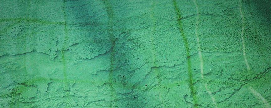 Spiruline
