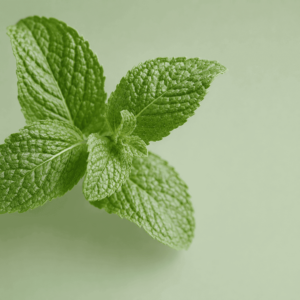Menthe